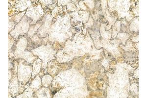 ANGPT4 Mouse Monoclonal Antibody at 1/100 staining rat lung tissue by IHC-P. (Angiopoietin 4 抗体  (Internal Region))
