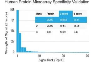 Analysis of HuProt(TM) microarray containing more than 19,000 full-length human proteins using MCM7 antibody (clone MCM7/1469). (MCM7 抗体  (AA 195-319))