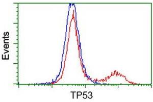 Image no. 1 for anti-Tumor Protein P53 (TP53) antibody (ABIN1499972) (p53 抗体)