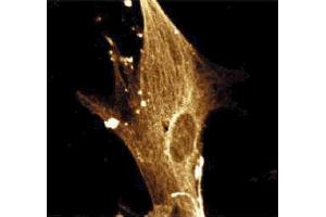 Immunofluorescence staining of WI-38 cells (Human lung fibroblasts, ATCC CCL-75). (KPNA2 抗体  (AA 254-497))