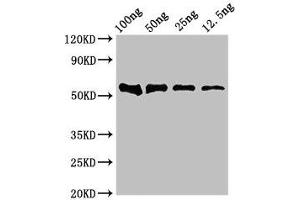 Western Blot Positive WB detected in Recombinant protein All lanes: DNAH12 antibody at 4 μg/mL Secondary Goat polyclonal to rabbit IgG at 1/50000 dilution Predicted band size: 53 kDa Observed band size: 53 kDa (DNAH12 抗体  (AA 2423-2632))