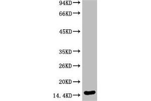 Western blot analysis of Hela, diluted at 1:2000 (Di-Methyl-Histone H3(K79) (H3K79me2) 抗体)