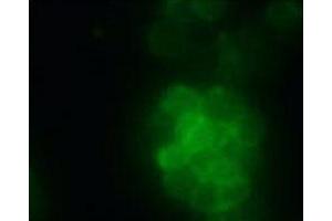 Immunofluorescence analysis of HEK 293T cells overexpressing human O3FAR1, using O3FAR1 monoclonal antibody, clone 2B6  . (O3FAR1 抗体)