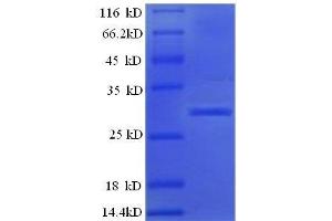SDS-PAGE (SDS) image for Islet Amyloid Polypeptide (IAPP) (AA 34-70), (full length) protein (GST tag) (ABIN1047280)