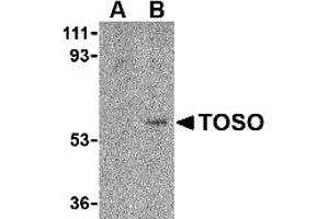 Western Blotting (WB) image for anti-Fas Apoptotic Inhibitory Molecule 3 (FAIM3) (C-Term) antibody (ABIN1030763) (FAIM3 抗体  (C-Term))