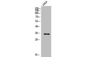 Western Blot analysis of COLO cells using Olfactory receptor 2A42 Polyclonal Antibody (OR2A1 抗体  (C-Term))