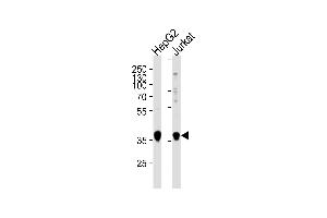 Western blot analysis of lysates from HepG2,Jurkat cell line (from left to right),using MTR1B Antibody (ABIN486400 and ABIN1535781). (Melatonin Receptor 1B 抗体)