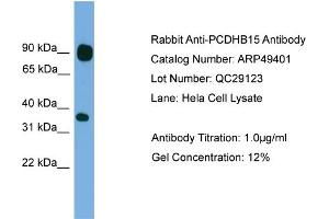 WB Suggested Anti-PCDHB15  Antibody Titration: 0. (PCDHB15 抗体  (N-Term))