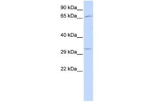 WB Suggested Anti-UTF1 Antibody Titration:  0. (UTF1 抗体  (Middle Region))