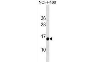 Western Blotting (WB) image for anti-GRB2-Binding Adaptor Protein, Transmembrane (GAPT) antibody (ABIN3001145) (GAPT 抗体)