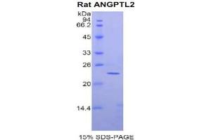 SDS-PAGE analysis of Rat ANGPTL2 Protein. (ANGPTL2 蛋白)