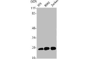 Western Blot analysis of Jurkat HuvEc cells using Ran Polyclonal Antibody (RAN 抗体  (C-Term))