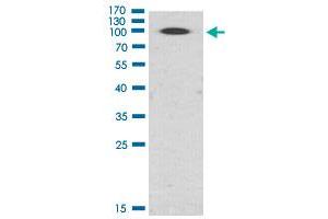 Western Blot (Cell lysate) analysis of Hela cell lysate. (PKD2 抗体  (pSer876))