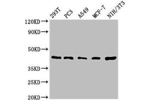 Western Blot Positive WB detected in: 293T whole cell lysate, PC-3 whole cell lysate, A549 whole cell lysate, MCF-7 whole cell lysate, NIH/3T3 whole cell lysate All lanes: SAV1 antibody at 1. (SAV1 抗体  (AA 1-210))