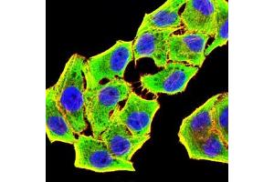 Immunofluorescence analysis of Hela cells using GSTP1 mouse mAb (green). (GSTP1 抗体  (AA 2-210))