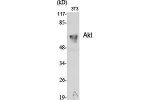 Western Blot (WB) analysis of specific cells using Akt Polyclonal Antibody. (AKT1 抗体  (Internal Region))