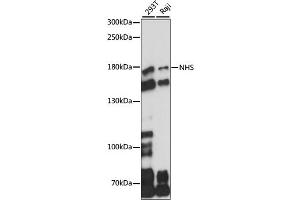 Western blot analysis of extracts of various cell lines, using NHS antibody (ABIN7268827) at 1:1000 dilution. (Nhs 抗体  (AA 600-900))