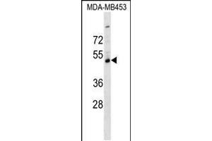 Western blot analysis in MDA-MB453 cell line lysates (35ug/lane). (SERPINI2 抗体  (C-Term))
