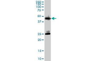 CPA1 MaxPab polyclonal antibody. (CPA1 抗体  (AA 1-419))