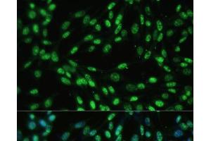 Immunofluorescence analysis of NIH-3T3 cells using DDX39B Polyclonal Antibody at dilution of 1:100 (40x lens). (DDX39B 抗体)