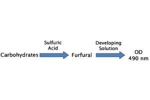 Image no. 2 for Total Carbohydrate Assay Kit (ABIN5067617)