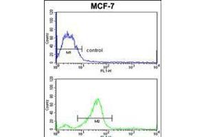 Flow cytometric analysis of MCF-7 cells (bottom histogram) compared to a negative control cell (top histogram). (CHMP4B 抗体  (N-Term))