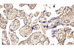 Detection of PODXL in Human Placenta Tissue using Polyclonal Antibody to Podocalyxin (PODXL) (PODXL 抗体  (AA 220-431))