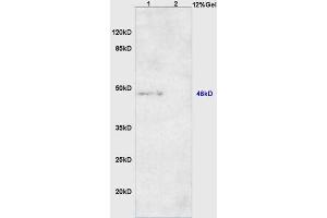 Lane 1: mouse heart lysates Lane 2: mouse muscle lysates probed with Anti DNA Polymerase beta Polyclonal Antibody, Unconjugated (ABIN1386139) at 1:200 in 4 °C. (POLB 抗体  (AA 55-160))