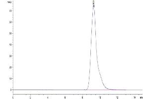 The purity of Mouse FOLR1 is greater than 95 % as determined by SEC-HPLC. (FOLR1 Protein (AA 25-232) (His tag))