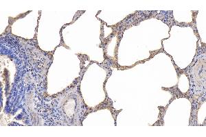 Detection of ICAM1 in Porcine Lung Tissue using Polyclonal Antibody to Intercellular Adhesion Molecule 1 (ICAM1)