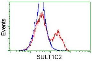 HEK293T cells transfected with either RC202775 overexpress plasmid (Red) or empty vector control plasmid (Blue) were immunostained by anti-SULT1C2 antibody (ABIN2454460), and then analyzed by flow cytometry. (SULT1C2 抗体)