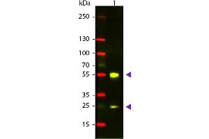 Western Blotting (WB) image for Donkey anti-Sheep IgG (Heavy & Light Chain) antibody (Texas Red (TR)) - Preadsorbed (ABIN102228)