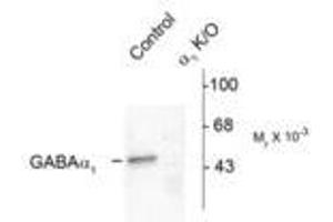Image no. 1 for anti-gamma-aminobutyric Acid (GABA) A Receptor, alpha 1 (GABRA1) (N-Term) antibody (ABIN221189) (GABRA1 抗体  (N-Term))