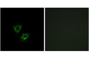 Immunofluorescence analysis of A549 cells, using ZNRF2 Antibody. (ZNRF2 抗体  (AA 161-210))