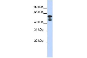 EHD4 antibody used at 1 ug/ml to detect target protein. (EHD4 抗体  (Middle Region))