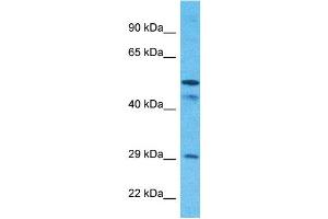 Western Blotting (WB) image for anti-Solute Carrier Family 25 (Mitochondrial Carrier, Phosphate Carrier), Member 24 (SLC25A24) (N-Term) antibody (ABIN5671380)