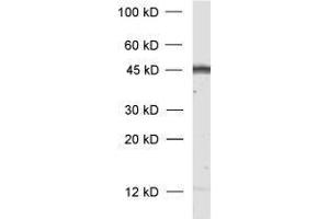 dilution: 1 : 1000, sample: rat brain homogenate (GAP43 抗体)