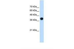 Image no. 2 for anti-Potassium Voltage-Gated Channel, Subfamily H (Eag-Related), Member 2 (KCNH2) (AA 451-500) antibody (ABIN6738019)
