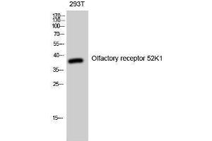 Western Blotting (WB) image for anti-Olfactory Receptor, Family 52, Subfamily K, Member 1 (OR52K1) (Internal Region) antibody (ABIN3186135)