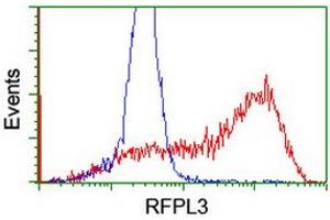 Image no. 7 for anti-Ret Finger Protein-Like 3 (RFPL3) antibody (ABIN1500675) (RFPL3 抗体)