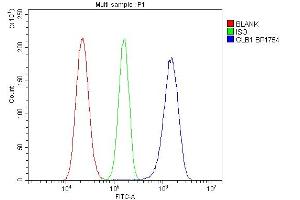 Flow Cytometry analysis of RH35 cells using anti-GLB1 antibody (ABIN7599649). (GLB1 抗体  (AA 103-646))