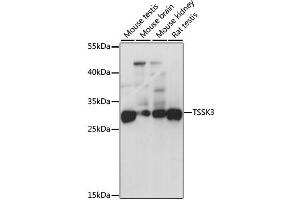 Western blot analysis of extracts of various cell lines, using TSSK3 antibody (ABIN2560599) at 1:1000 dilution. (TSSK3 抗体)