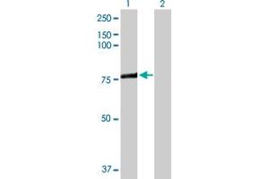 Western Blot analysis of ACSL3 expression in transfected 293T cell line by ACSL3 MaxPab polyclonal antibody. (Acsl3 抗体  (AA 1-720))
