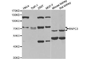 Western Blotting (WB) image for anti-RNA-Binding Region (RNP1, RRM) Containing 3 (RNPC3) antibody (ABIN1980349)