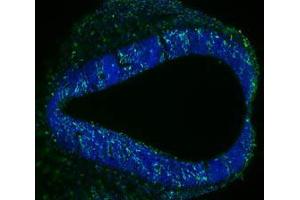 Immunofluorescence Microscopy of Mouse Anti-BrdU antibody. (BrdU 抗体)