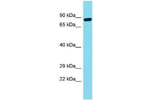 Western Blotting (WB) image for anti-Fibronectin Type III Domain Containing 7 (FNDC7) (N-Term) antibody (ABIN2791548) (FNDC7 抗体  (N-Term))
