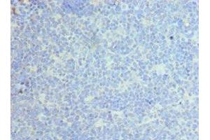 Immunohistochemistry of paraffin-embedded human tonsil tissue using ABIN7146051 at dilution of 1:100 (CLEC12A 抗体  (AA 66-265))