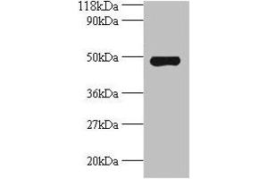 Western blot All lanes: Avpr1a antibody at 2 μg/mL + Mouse spleen tissue Secondary Goat polyclonal to rabbit IgG at 1/10000 dilution Predicted band size: 48 kDa Observed band size: 48 kDa (AVPR1A 抗体  (AA 7-52))