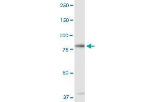 C1S MaxPab rabbit polyclonal antibody. (C1S 抗体  (AA 1-688))