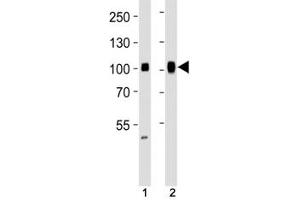 Western Blotting (WB) image for anti-Sp1 Transcription Factor (SP1) antibody (ABIN3032703)